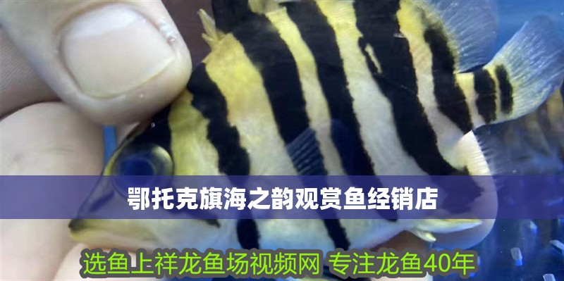 鄂托克旗海之韻觀賞魚經(jīng)銷店