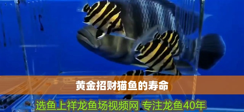 黃金招財貓魚的壽命