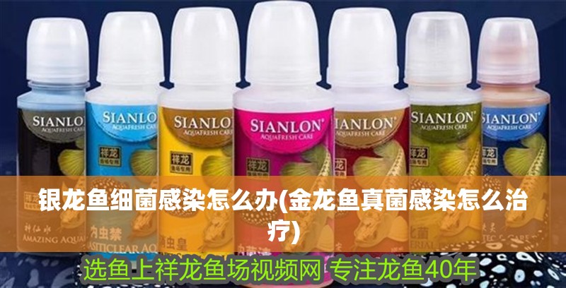 銀龍魚細菌感染怎么辦(金龍魚真菌感染怎么治療)