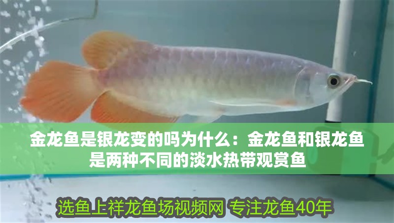 金龍魚是銀龍變的嗎為什么：金龍魚和銀龍魚是兩種不同的淡水熱帶觀賞魚