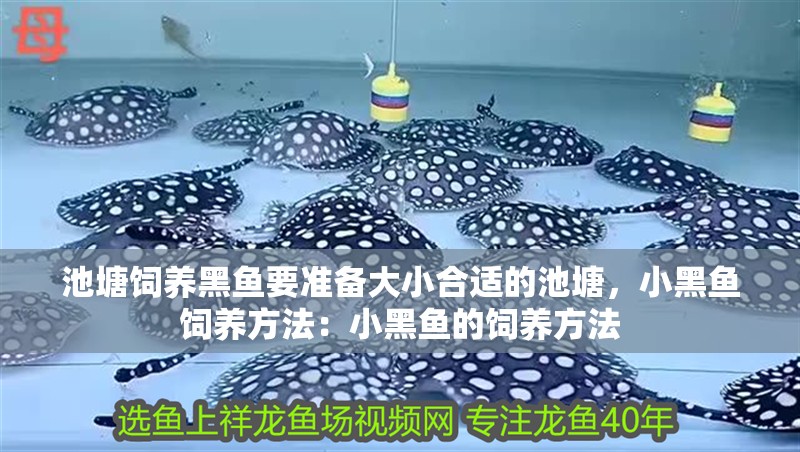 池塘飼養黑魚要準備大小合適的池塘，小黑魚飼養方法：小黑魚的飼養方法