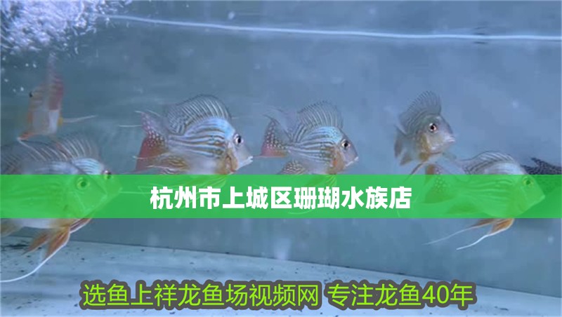 杭州市上城區(qū)珊瑚水族店