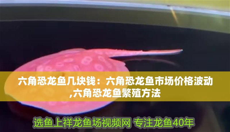 六角恐龍魚幾塊錢：六角恐龍魚市場價格波動,六角恐龍魚繁殖方法 六角恐龍魚幾塊錢：六角恐龍魚市場價格波動,六角恐龍魚繁殖方法 龍魚百科