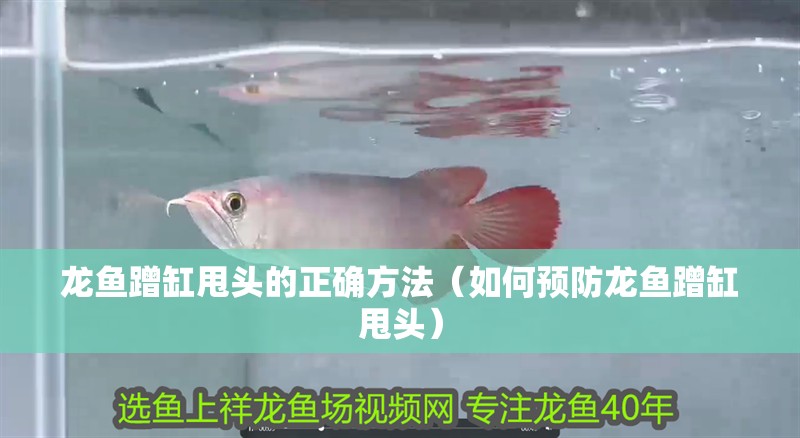龍魚蹭缸甩頭的正確方法（如何預防龍魚蹭缸甩頭）