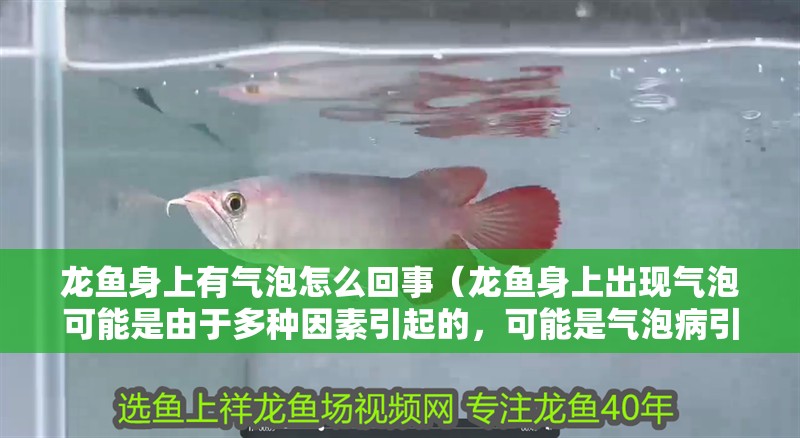 龍魚身上有氣泡怎么回事（龍魚身上出現(xiàn)氣泡可能是由于多種因素引起的，可能是氣泡病引起的）