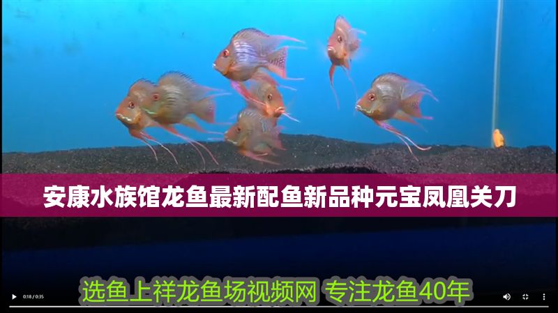 安康水族館龍魚最新配魚新品種元寶鳳凰關刀 安康水族館龍魚最新配魚新品種元寶鳳凰關刀 元寶鳳凰魚百科 第2張