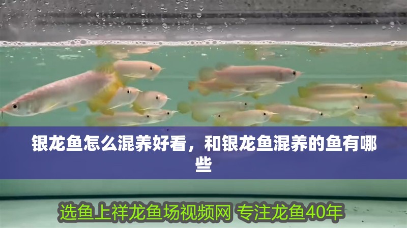 銀龍魚怎么混養(yǎng)好看，和銀龍魚混養(yǎng)的魚有哪些