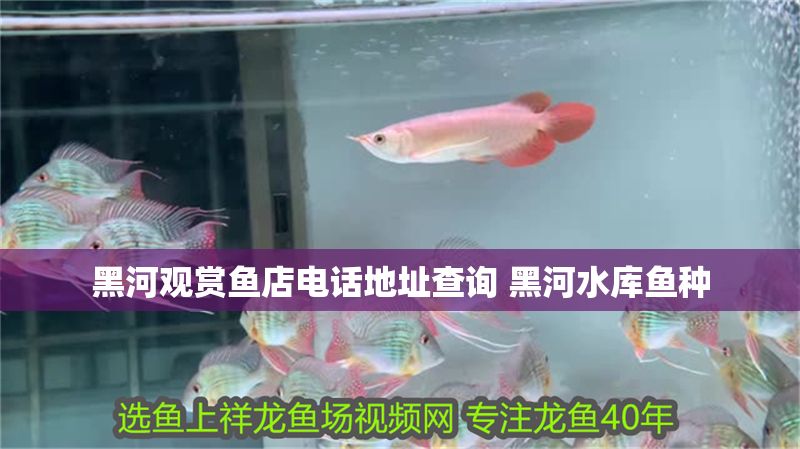 黑河觀賞魚店電話地址查詢 黑河水庫魚種