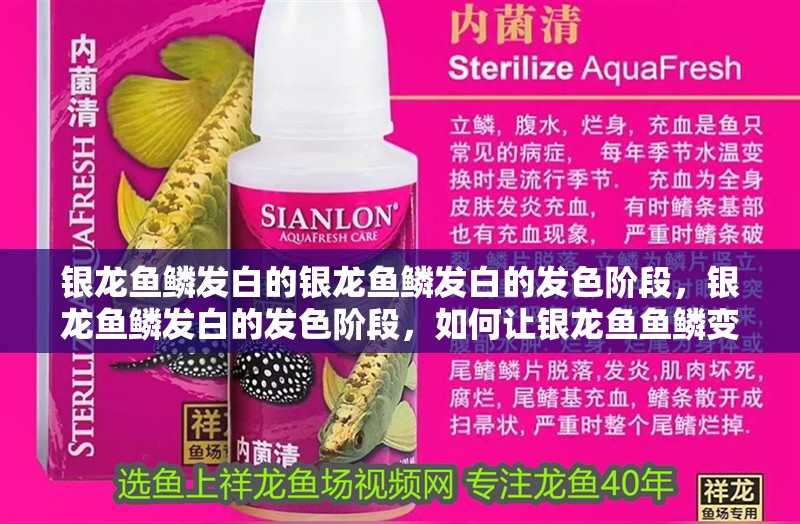 銀龍魚鱗發(fā)白的銀龍魚鱗發(fā)白的發(fā)色階段，銀龍魚鱗發(fā)白的發(fā)色階段，如何讓銀龍魚魚鱗變白變亮