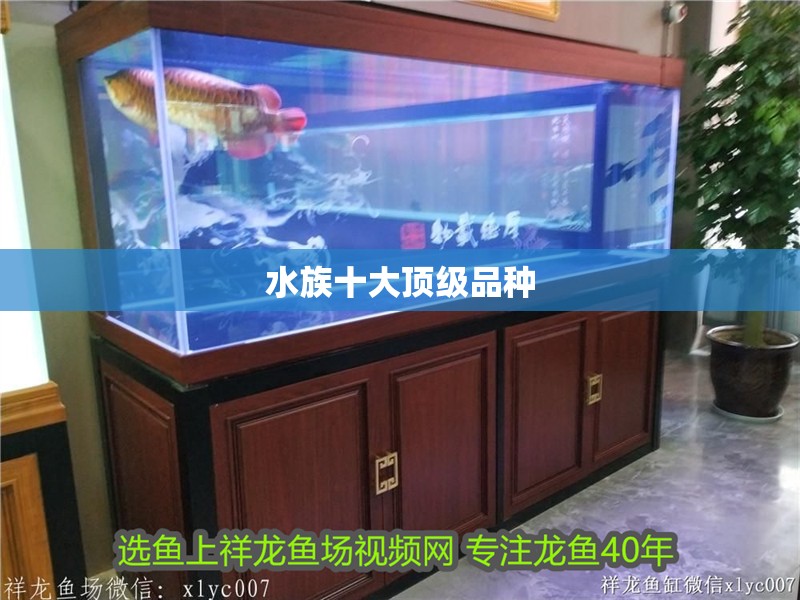 詳細閱讀:水族十大頂級品種 水族十大頂級品種