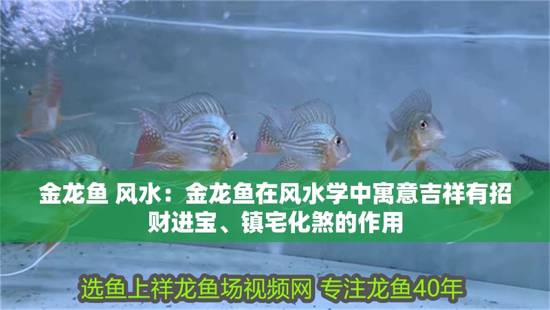 金龍魚 風(fēng)水：金龍魚在風(fēng)水學(xué)中寓意吉祥有招財(cái)進(jìn)寶、鎮(zhèn)宅化煞的作用