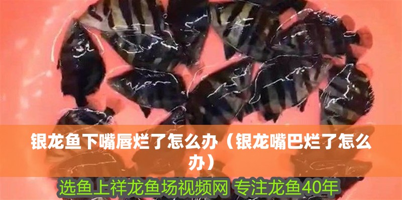 銀龍魚下嘴唇爛了怎么辦（銀龍嘴巴爛了怎么辦）