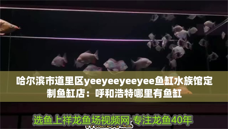 哈爾濱市道里區(qū)yeeyeeyeeyee魚缸水族館定制魚缸店：呼和浩特哪里有魚缸