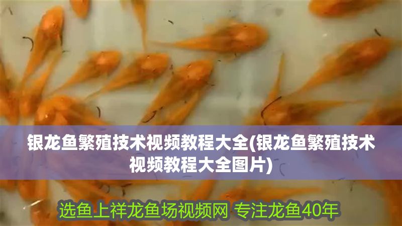 銀龍魚繁殖技術視頻教程大全(銀龍魚繁殖技術視頻教程大全圖片)