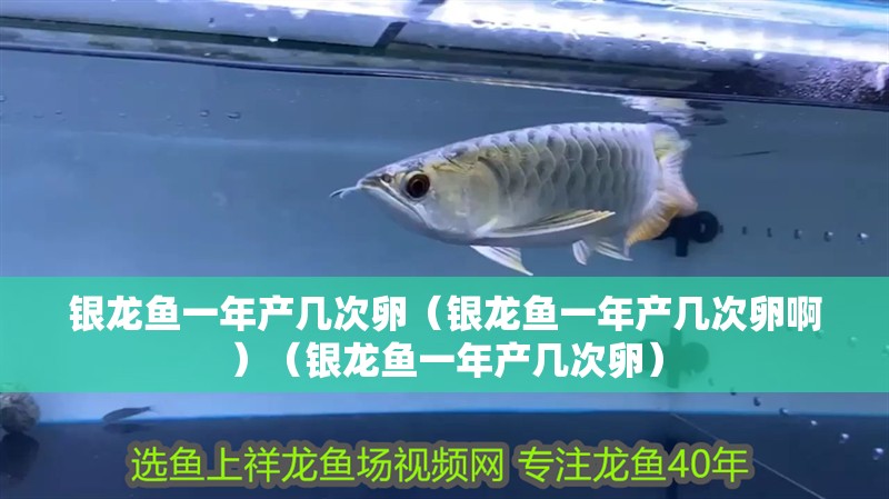 銀龍魚一年產幾次卵（銀龍魚一年產幾次卵啊）（銀龍魚一年產幾次卵）