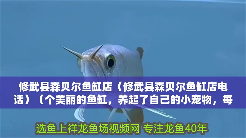 修武縣森貝爾魚缸店（修武縣森貝爾魚缸店電話）（個美麗的魚缸，養(yǎng)起了自己的小寵物，每天早晨起床）