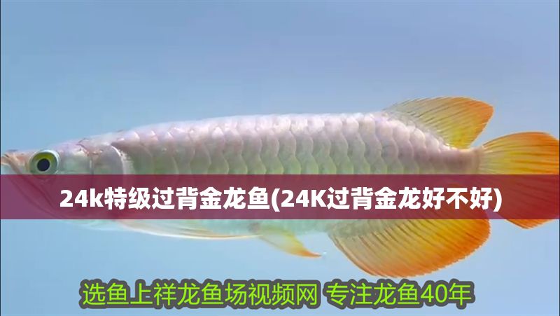 24k特級(jí)過(guò)背金龍魚(yú)(24K過(guò)背金龍好不好)