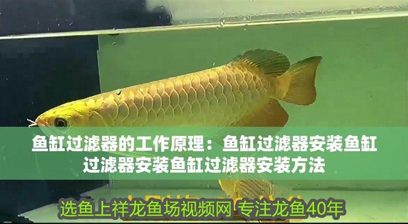 魚缸過濾器的工作原理：魚缸過濾器安裝魚缸過濾器安裝魚缸過濾器安裝方法