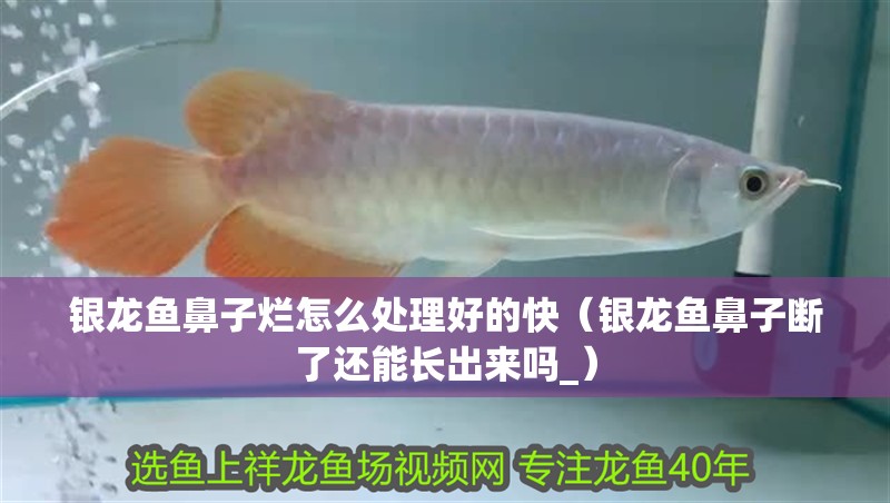 銀龍魚鼻子爛怎么處理好的快（銀龍魚鼻子斷了還能長出來嗎_）