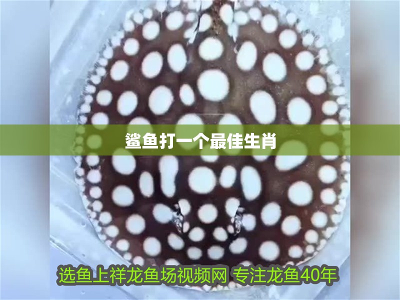 鯊魚打一個最佳生肖