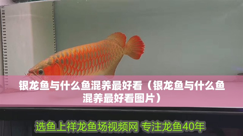 銀龍魚與什么魚混養最好看（銀龍魚與什么魚混養最好看圖片）