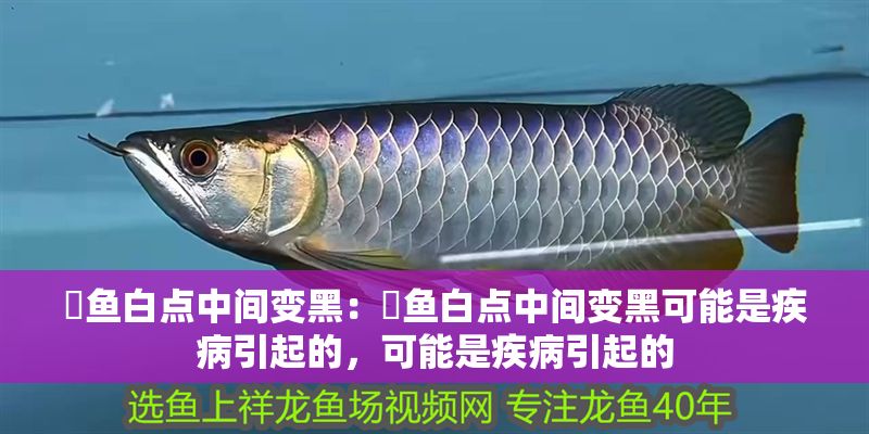 魟魚白點中間變黑：魟魚白點中間變黑可能是疾病引起的，可能是疾病引起的