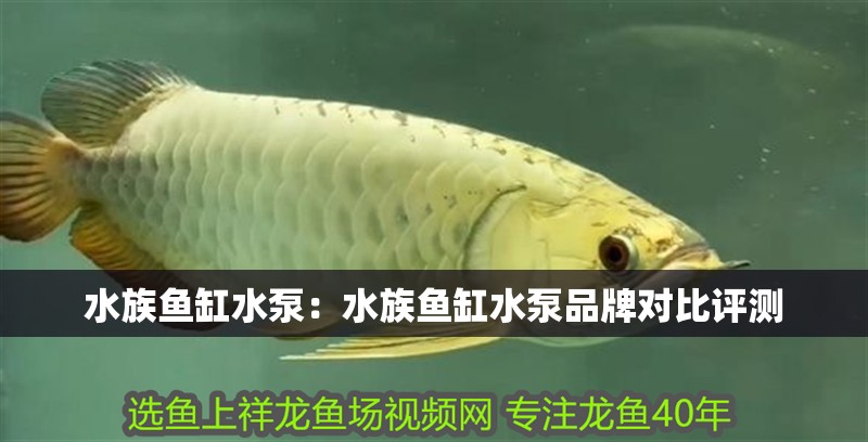 水族魚缸水泵：水族魚缸水泵品牌對比評測