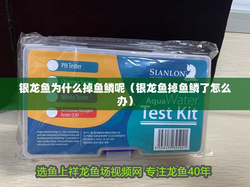 銀龍魚為什么掉魚鱗呢（銀龍魚掉魚鱗了怎么辦）
