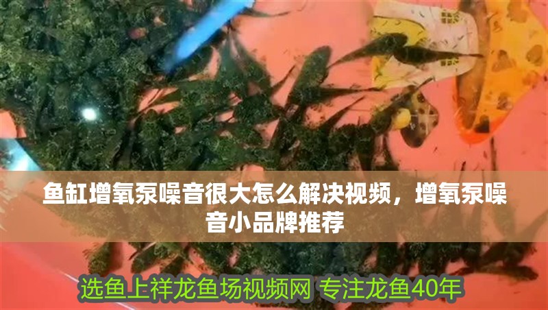魚缸增氧泵噪音很大怎么解決視頻，增氧泵噪音小品牌推薦