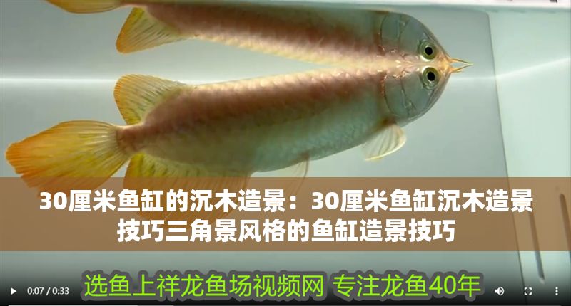 30厘米魚缸的沉木造景：30厘米魚缸沉木造景技巧三角景風格的魚缸造景技巧