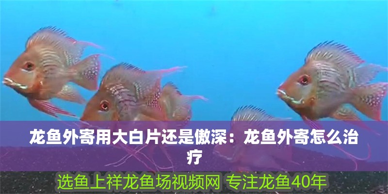 龍魚外寄用大白片還是傲深：龍魚外寄怎么治療