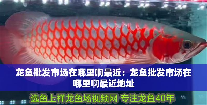 龍魚批發市場在哪里啊最近：龍魚批發市場在哪里啊最近地址