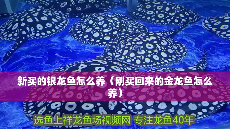 新買的銀龍魚怎么養（剛買回來的金龍魚怎么養）