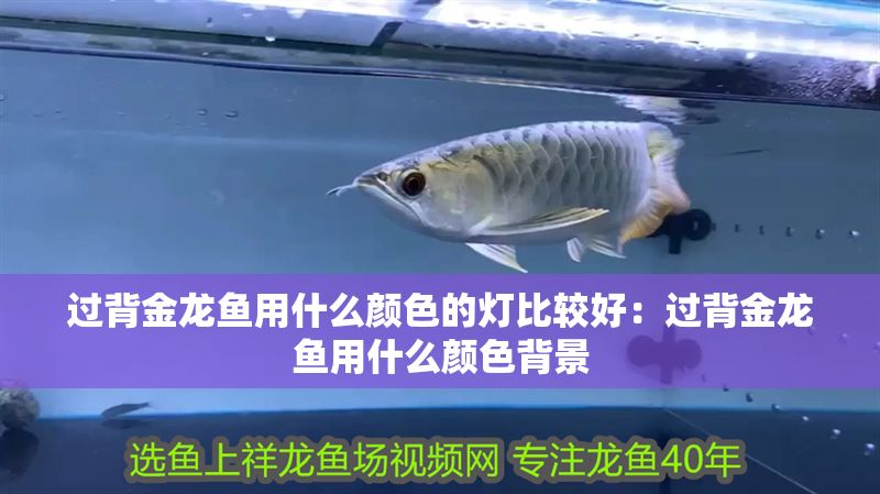 過背金龍魚用什么顏色的燈比較好:過背金龍魚用什么顏色背景 魚缸百科 第1張 過背金龍魚用什么顏色的燈比較好:過背金龍魚用什么顏色背景 過背金龍魚用什么顏色的燈比較好:過背金龍魚用什么顏色背景 魚缸百科 第1張