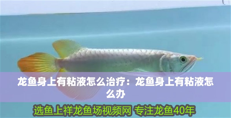 龍魚身上有粘液怎么治療：龍魚身上有粘液怎么辦