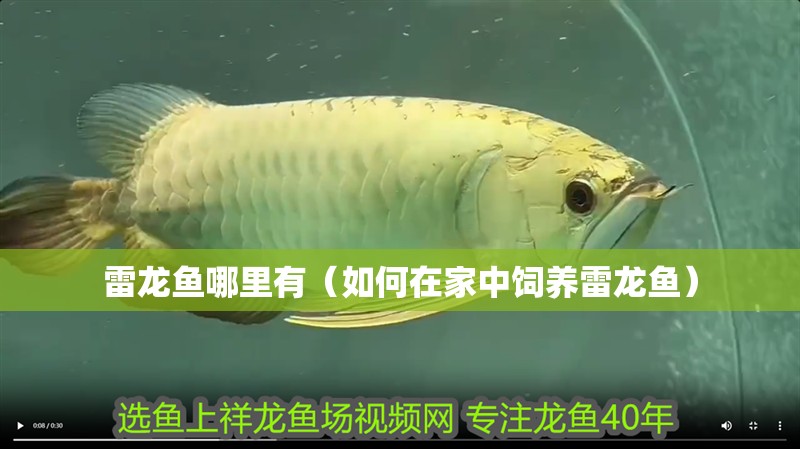 雷龍魚哪里有（如何在家中飼養雷龍魚）