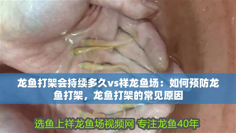 龍魚打架會持續多久vs祥龍魚場：如何預防龍魚打架，龍魚打架的常見原因