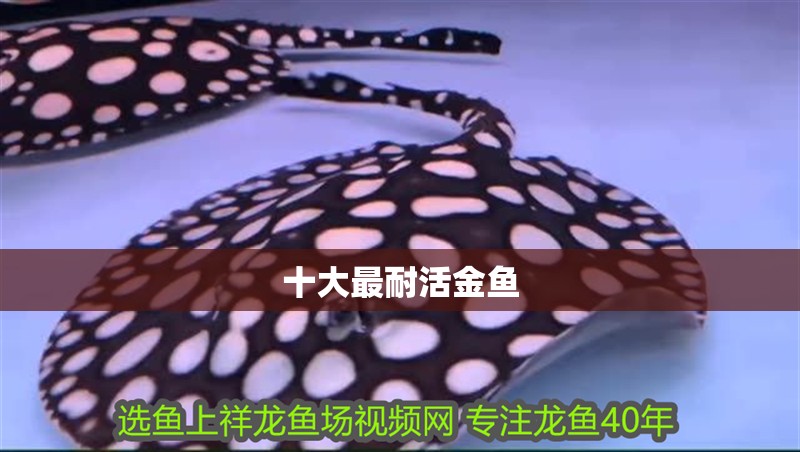 十大最耐活金魚