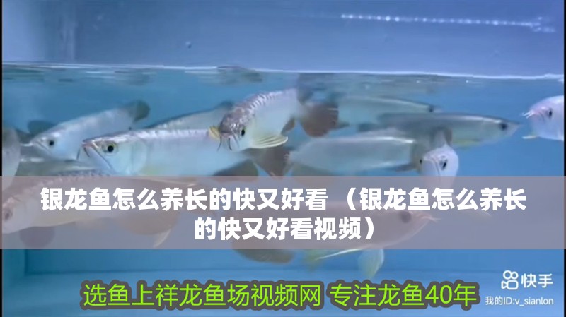 銀龍魚怎么養(yǎng)長的快又好看 （銀龍魚怎么養(yǎng)長的快又好看視頻）