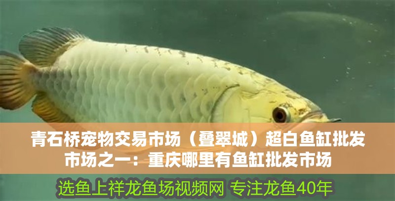 青石橋寵物交易市場（疊翠城）超白魚缸批發市場之一：重慶哪里有魚缸批發市場