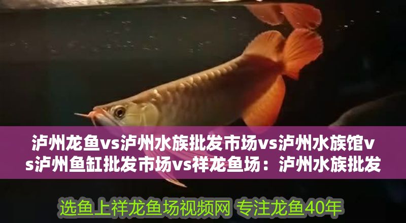 瀘州龍魚vs瀘州水族批發市場vs瀘州水族館vs瀘州魚缸批發市場vs祥龍魚場:瀘州水族批發市場 祥龍魚場各市分站 第2張 瀘州龍魚vs瀘州水族批發市場vs瀘州水族館vs瀘州魚缸批發市場vs祥龍魚場:瀘州水族批發市場 瀘州龍魚vs瀘州水族批發市場vs瀘州水族館vs瀘州魚缸批發市場vs祥龍魚場:瀘州水族批發市場 祥龍魚場各市分站 第2張