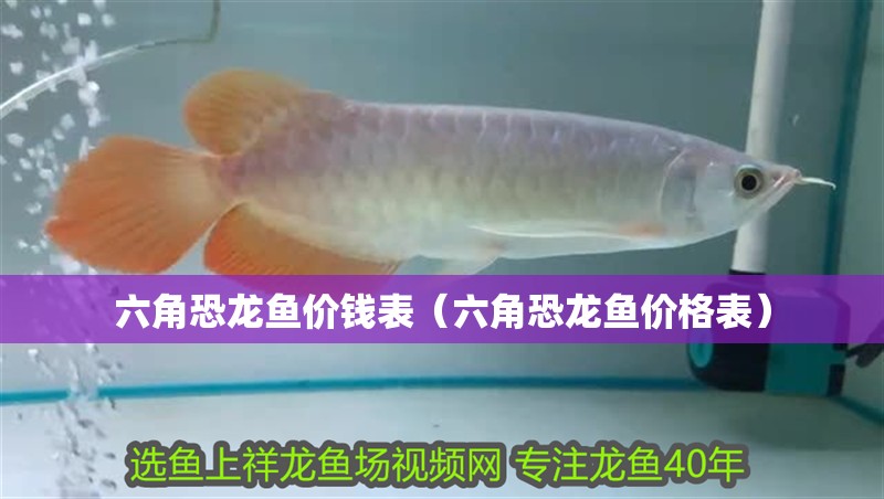 六角恐龍魚價(jià)錢表（六角恐龍魚價(jià)格表）