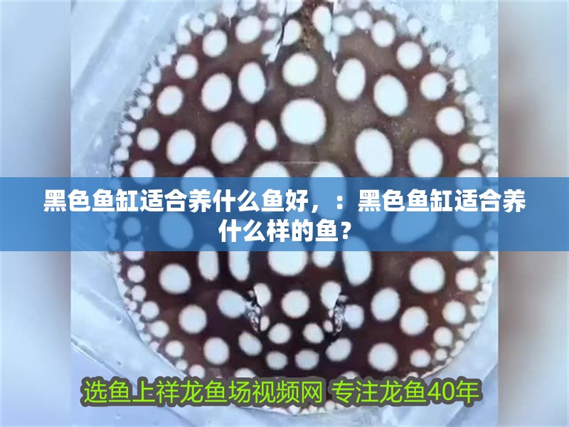 黑色魚缸適合養什么魚好，：黑色魚缸適合養什么樣的魚？