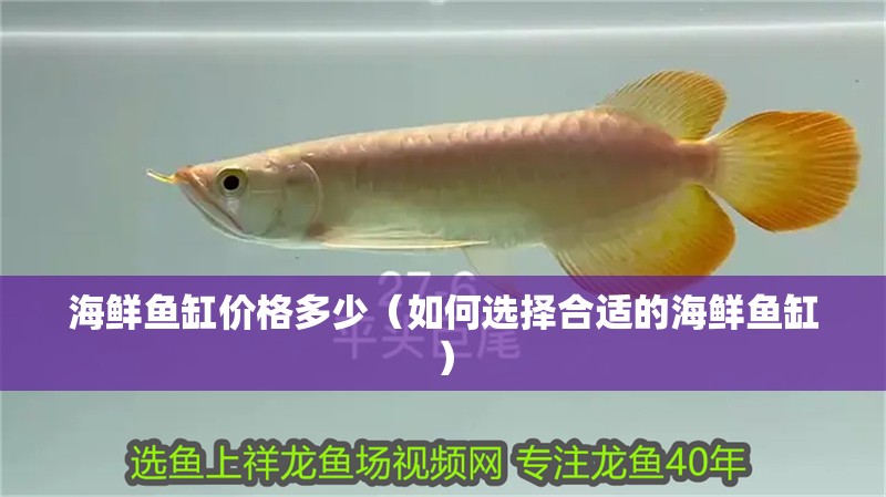 海鮮魚缸價格多少（如何選擇合適的海鮮魚缸）