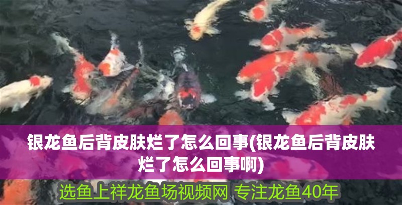 銀龍魚(yú)后背皮膚爛了怎么回事(銀龍魚(yú)后背皮膚爛了怎么回事啊)