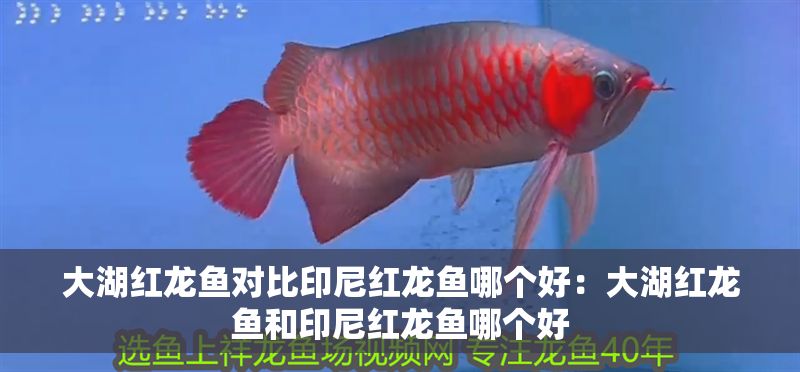 大湖紅龍魚對比印尼紅龍魚哪個好：大湖紅龍魚和印尼紅龍魚哪個好