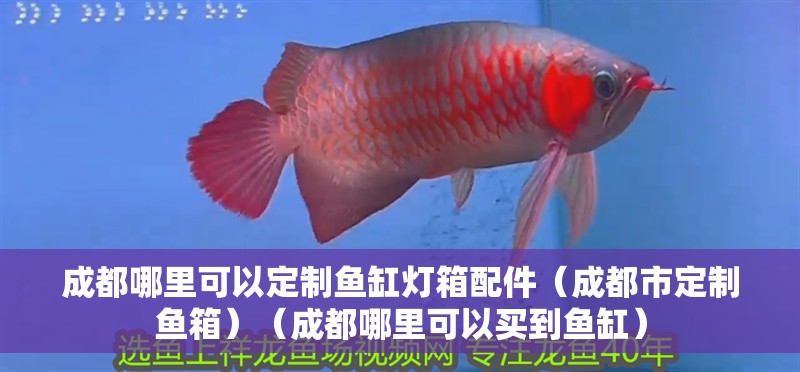成都哪里可以定制魚缸燈箱配件（成都市定制魚箱）（成都哪里可以買到魚缸）