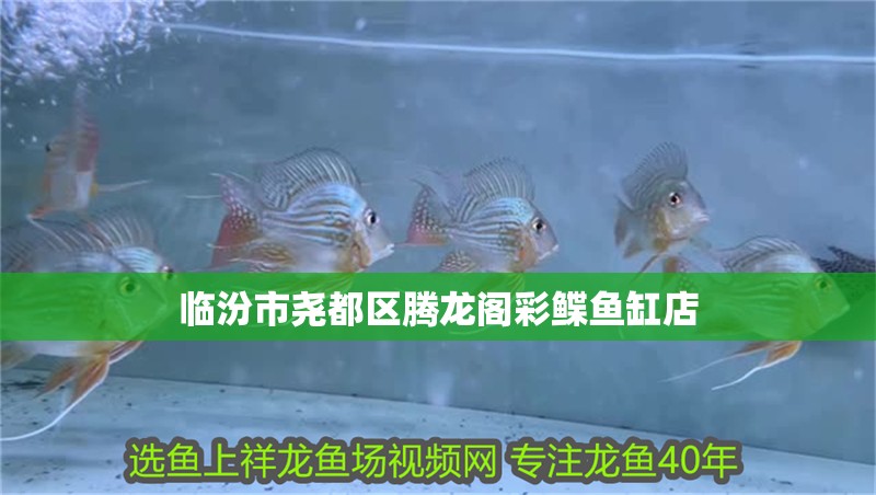 臨汾市堯都區騰龍閣彩鰈魚缸店