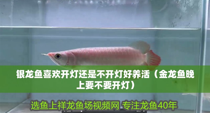 銀龍魚喜歡開燈還是不開燈好養活（金龍魚晚上要不要開燈）