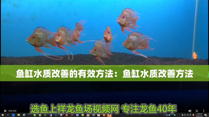 魚缸水質改善的有效方法：魚缸水質改善方法